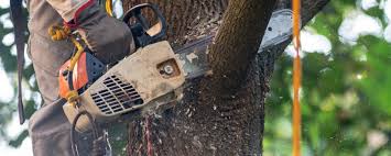 Trusted Oak Hills Place, LA  Tree Services Experts