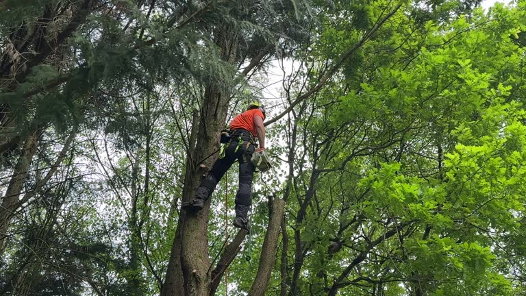 Why Choose Our Tree Removal Services in Oak Hills Place, LA?